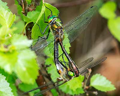Downy Emerald