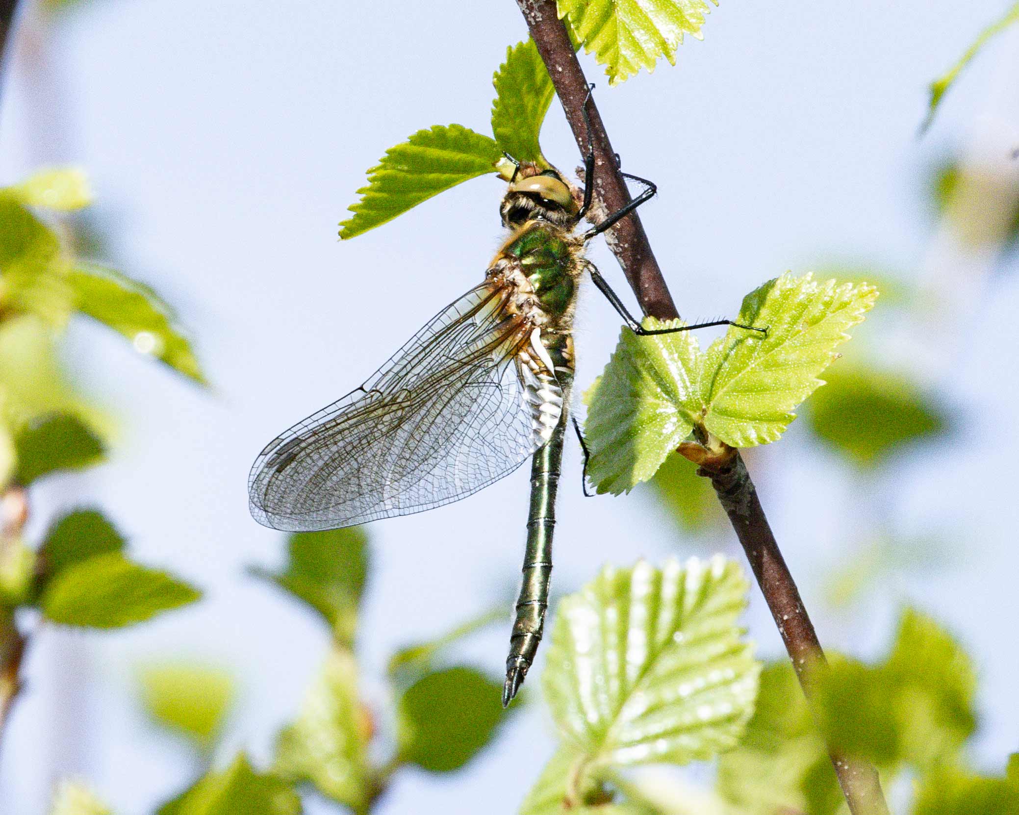 Downy Emerald