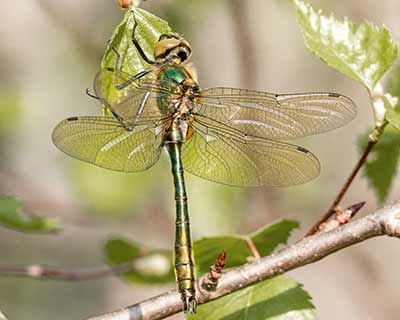Downy Emerald