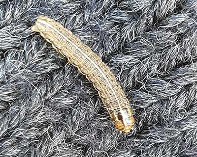 Dusky Brocade