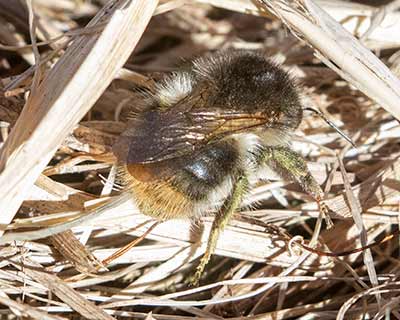 Early Bumblebee
