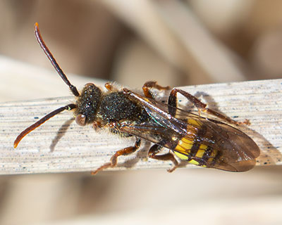 Early Nomad Bee