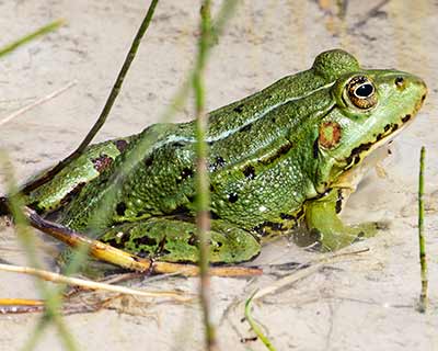 Edible Frog