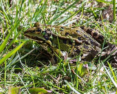 Edible Frog