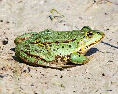 Edible Frog