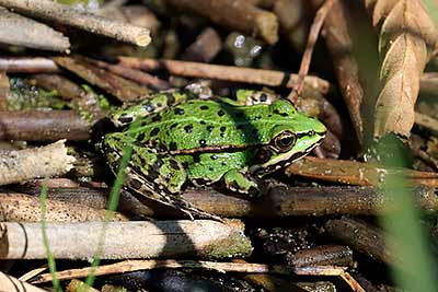 Edible / Marsh Frog