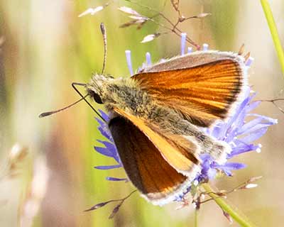 Essex Skipper