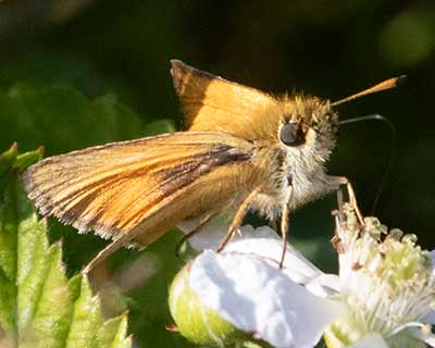 Essex Skipper