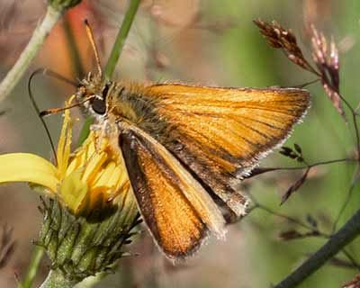 Essex Skipper