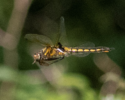 Eurasian Baskettail