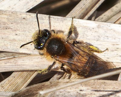 Small Sallow Mining Bee