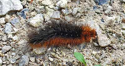 Garden Tiger Moth