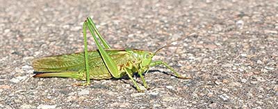 Great Green Bush Cricket