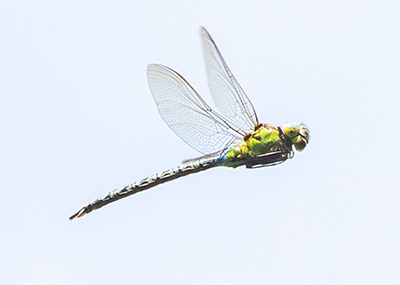 Green Hawker