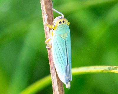 Green Leafhopper