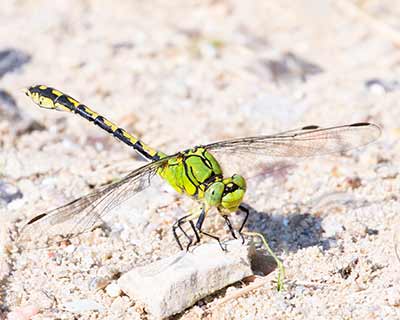 Green Snaketail
