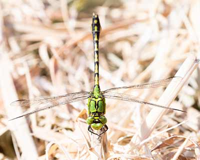 Green Snaketail