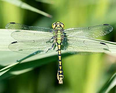 Green Snaketail