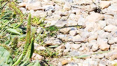 Green Snaketail