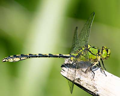 Green Snaketail