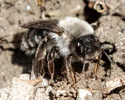 Gray-backed Mining Bee