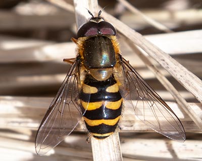 Hairy-eyed Flower Fly