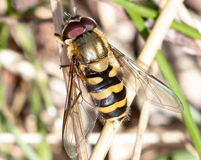Hairy-eyed Flower Fly