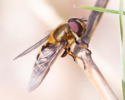 Hairy-eyed Flower Fly