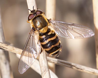 Hairy-eyed Flower Fly
