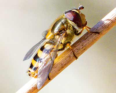 Hairy-eyed Flower Fly