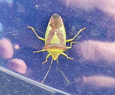 Hawthorn Shield Bug