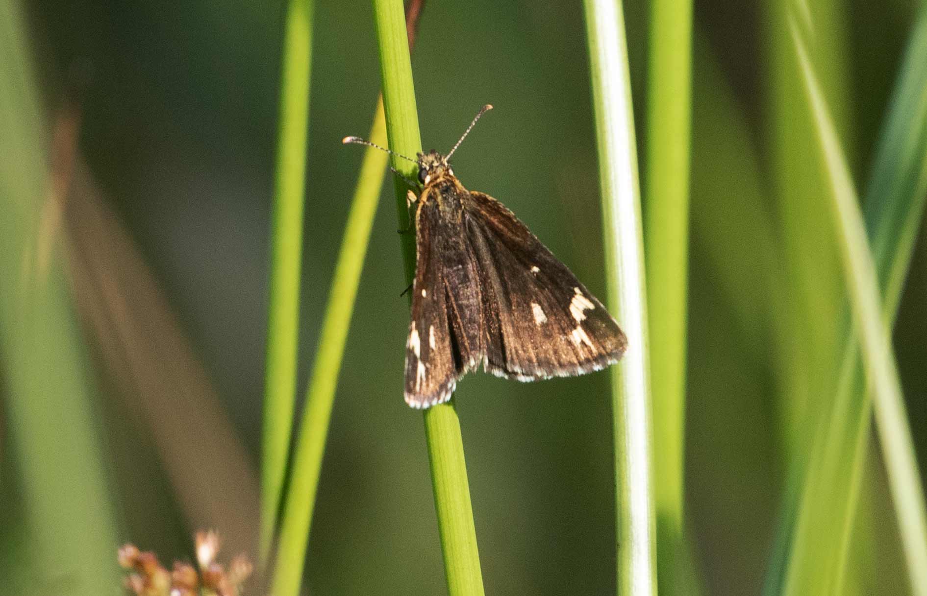 Large Chequered Skipper