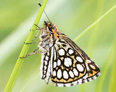 Large Chequered Skipper