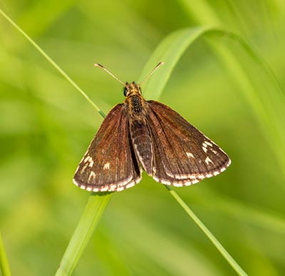 Large Chequered Skipper