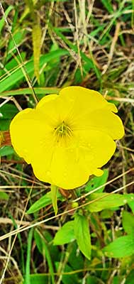 Large-flowered Evening-Primrose