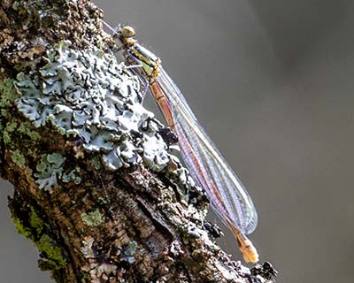 Large Red Damsel