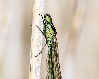 Large Redeye