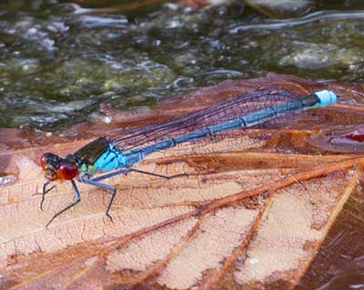 Large Redeye