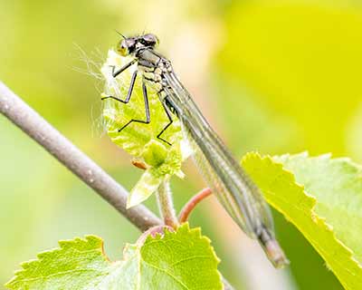 Large Redeye