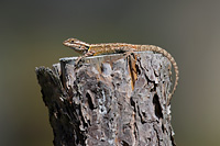 Large-scaled Spiny Lizard