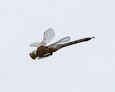 Lesser Emperor