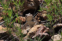 Mexican Plateau Horned Lizard