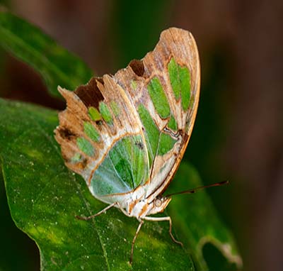 Malachite