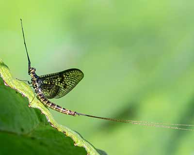 Mayfly (vulgata)