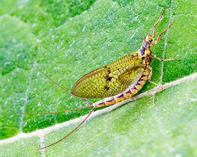 Mayfly (vulgata)