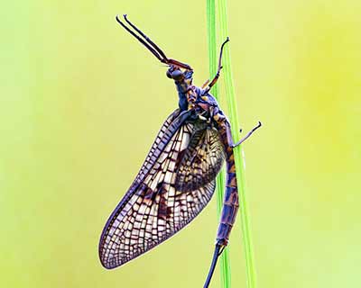 Mayfly (vulgata)
