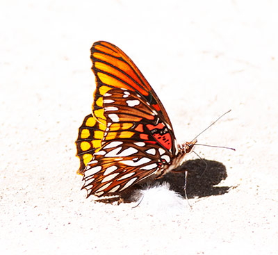 Mexican Silverspot