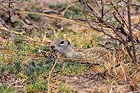 Mexican Ground Squirrel