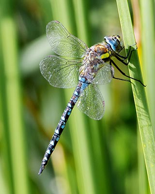 Migrant Hawker