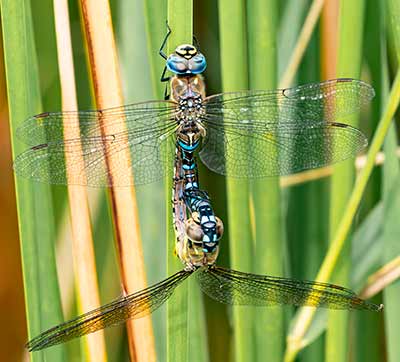 Migrant Hawker